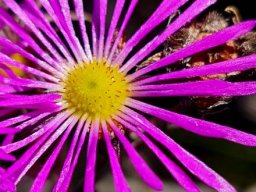 Erepsia bracteata flower